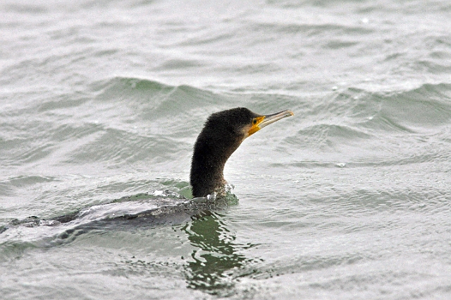 05 01 00_9384_edited-2.jpg - CORMORANT - BAITER COMMON, POOLE HARBOUR, DORSET - 17.12.15
